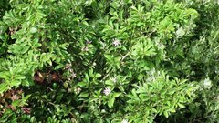 Grewia occidentalis occidentalis