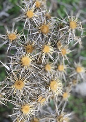 Carlina graeca