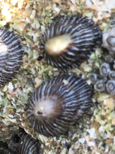 Western Atlantic Striped False Limpet