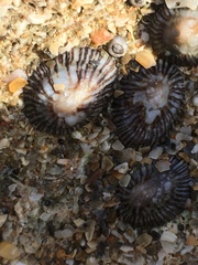 Siphonaria naufragum