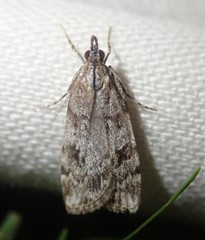 Scoparia pyralella