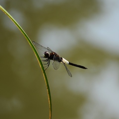 Pseudothemis zonata