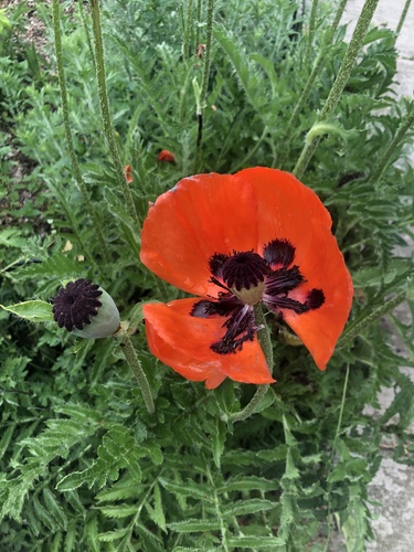 Papaver orientale