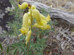 Astragalus collinus