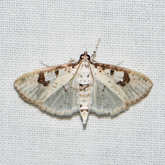 Palpita illibalis