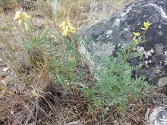 Astragalus collinus