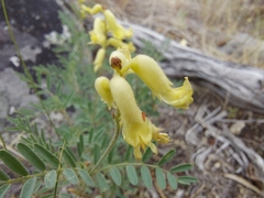 Astragalus collinus