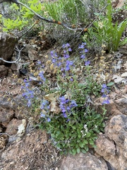 Penstemon humilis