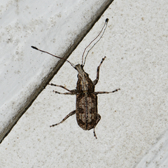 Meconemus infuscatus