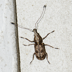 Meconemus infuscatus