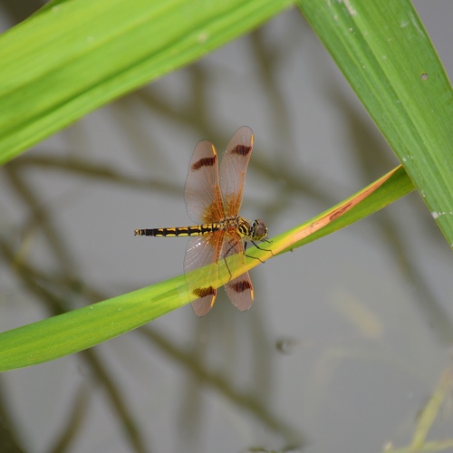 Deielia phaon