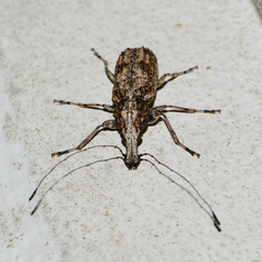 Meconemus infuscatus