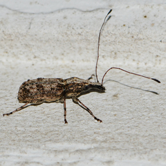 Meconemus infuscatus