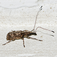 Meconemus infuscatus