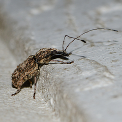 Meconemus infuscatus