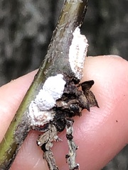 Phenacoccus dearnessi