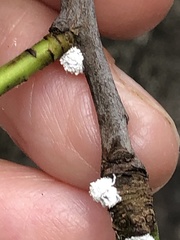 Phenacoccus dearnessi