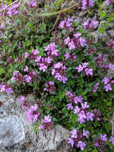 Thymes (Genus Thymus) · iNaturalist