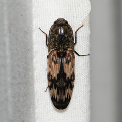 Pherhimius fascicularis