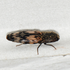 Pherhimius fascicularis