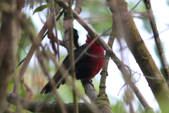 Rhodinocichla rosea