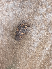 Coccinella septempunctata