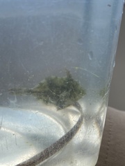 Monacanthus ciliatus