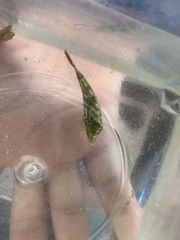 Monacanthus ciliatus