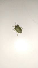 Nezara viridula