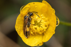 Tenthredo frauenfeldii