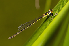 Agriocnemis rubricauda