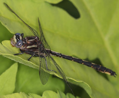 Phanogomphus borealis