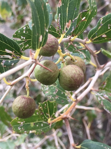 Christ's thorn jujube