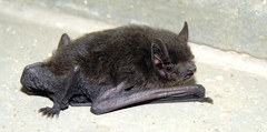 Pipistrellus coromandra