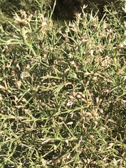 Genista acanthoclada