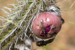 Leptoglossus cinctus