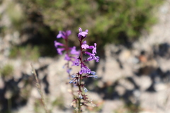 Lobelia urens