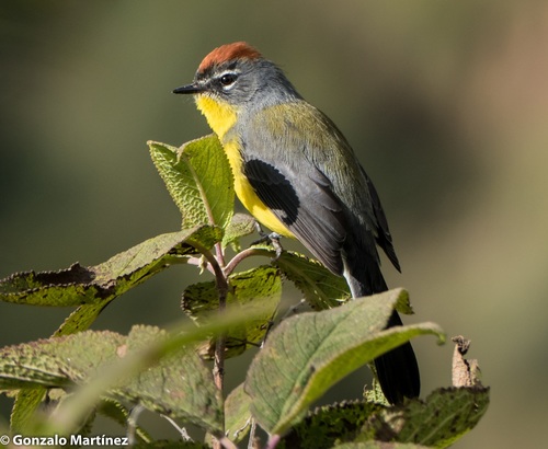 Brown-capped Whitestart (Myioborus brunniceps), photo 7