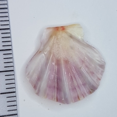 Flexopecten flexuosus