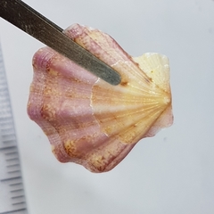 Flexopecten flexuosus