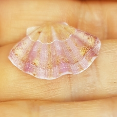 Flexopecten flexuosus