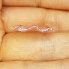 Flexopecten flexuosus