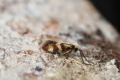 Micropterix aglaella