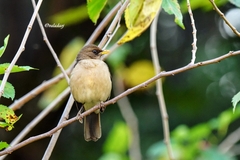 Turdus amaurochalinus