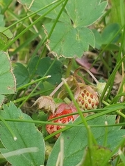 Fragaria virginiana