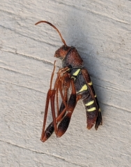 Neoclytus acuminatus
