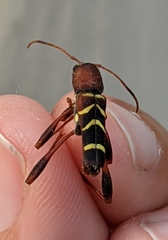 Neoclytus acuminatus