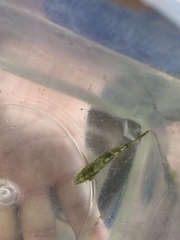 Monacanthus ciliatus