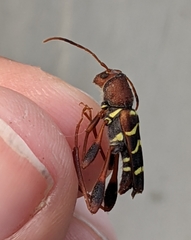 Neoclytus acuminatus