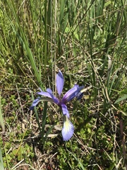 Iris prismatica